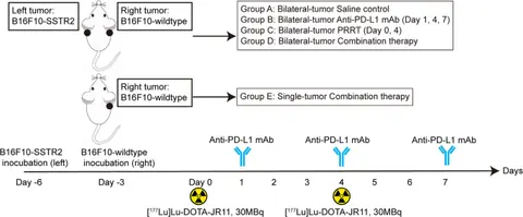 Immune Checkpoint Blockade Enhances the Abscopal Effect of [177Lu]Lu-DOTA-JR11 PRRT in an SSTR2-Heterogeneous Bilateral Tumor Model - European Journal of Nuclear Medicine and Molecular Imaging